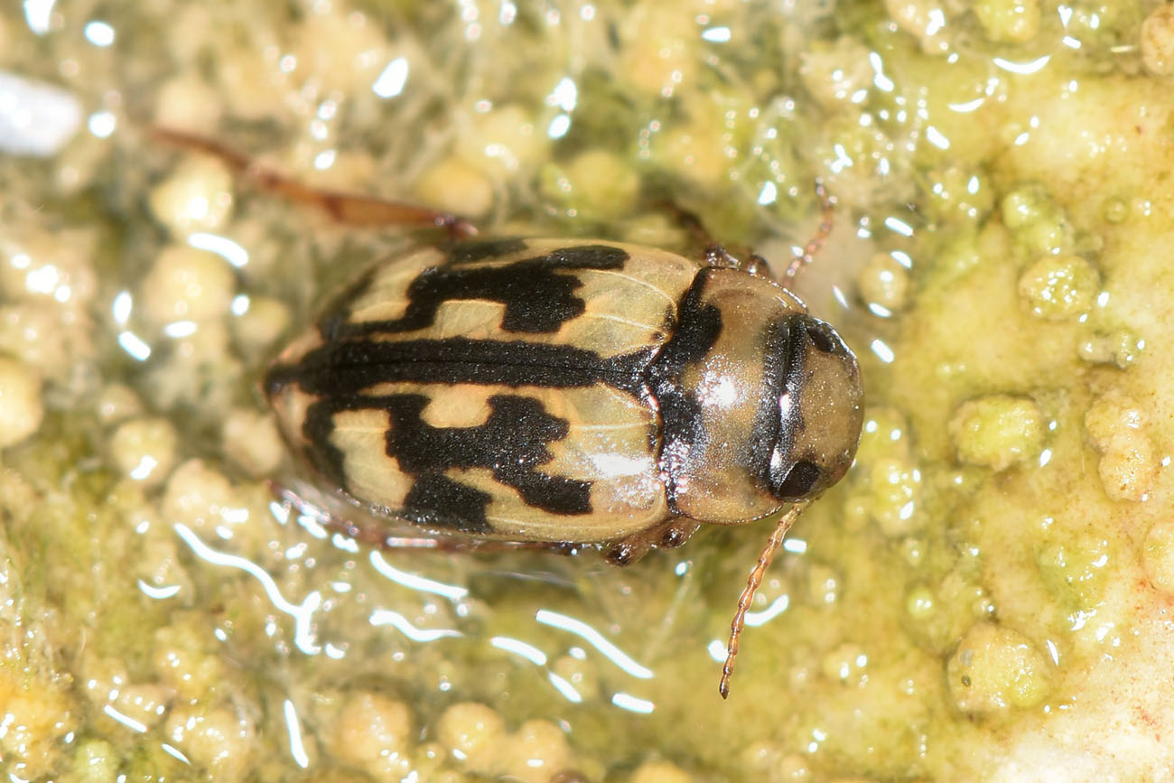 Dytiscidae:   Nebrioporus sansii?  Sì !